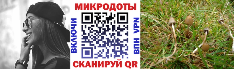 Галлюциногенные грибы Psilocybe  купить  цена  Салаир 